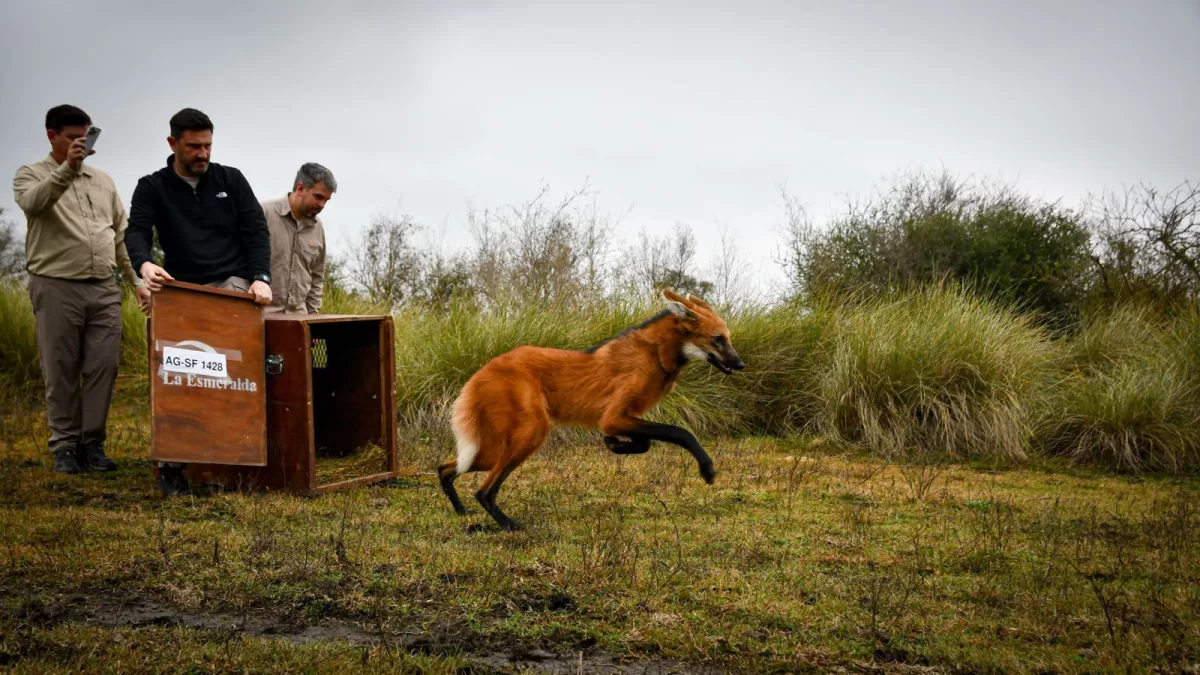 Liberan y devuelven a su hábitat natural el aguará guazú rescatado en el oeste de Rosario