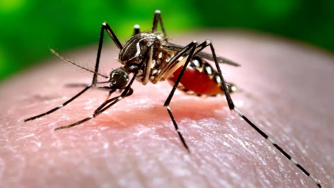 Dengue en Santa Fe: confirmaron el primer caso de la temporada en una mujer que viajó a Perú