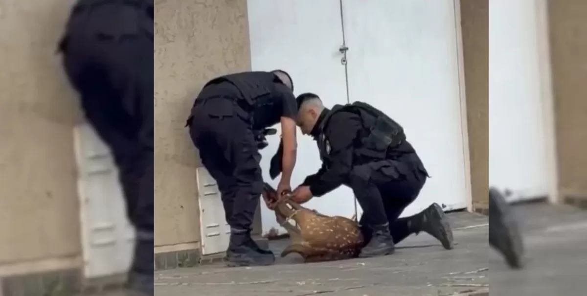 Otro ciervo axis apareció perdido en las calles y policías debieron rescatarlo