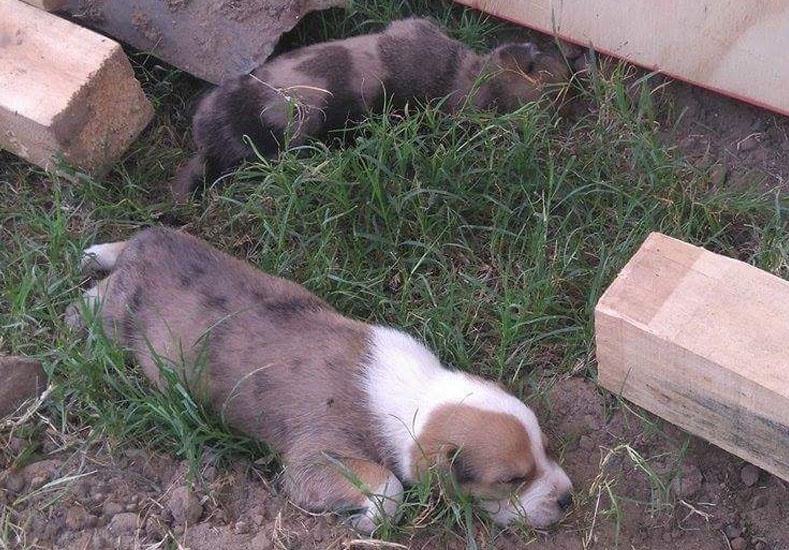 Piden donaciones de alimento para los animales que están en los centros de evacuados