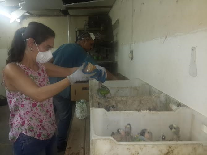 La Granja “La Esmeralda” recibió un ejemplar de boa lampalagua y 310 loros