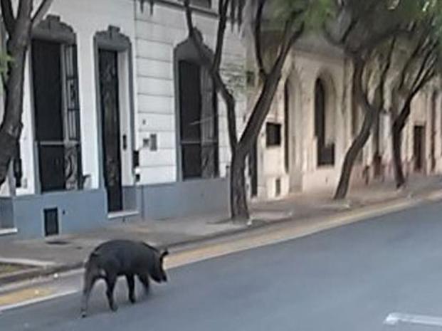 En apenas dos días aparecieron dos chanchos caminando en plena calle 