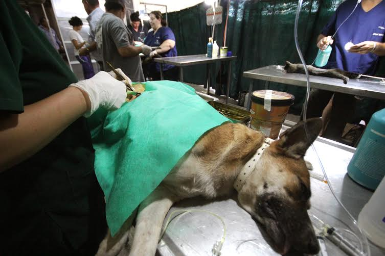 Tenencia responsable de mascotas: se realizaron más de 100 castraciones en La Tablada
