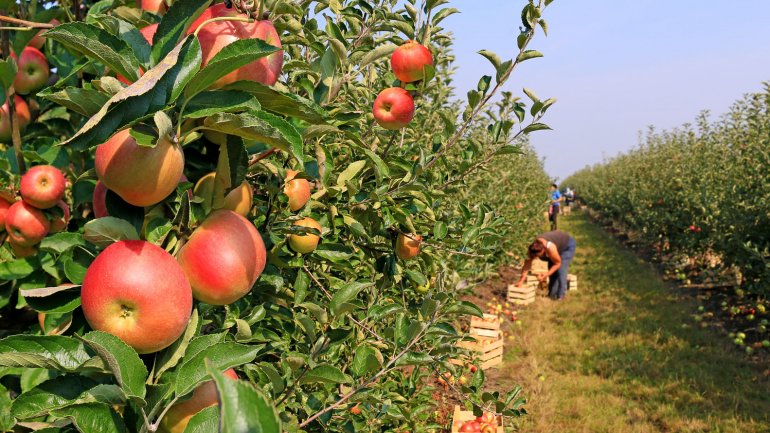 Impulsan un plan para combatir la crisis del sector frutícola