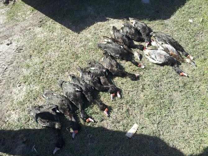 Operativo policial - Patos