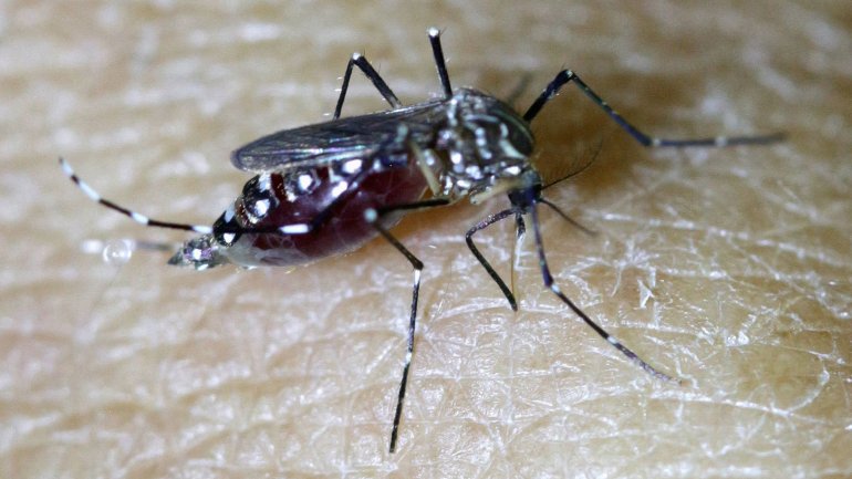 El mosquito del zika es resistente a la fumigación