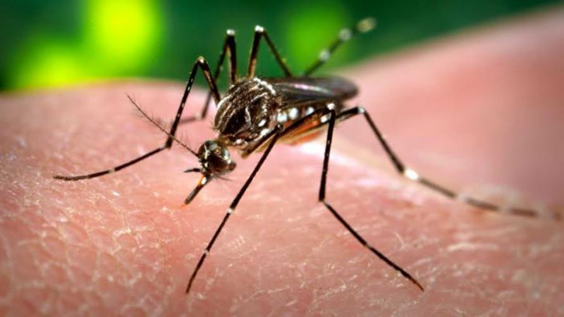 Se encuentra en estudio un posible caso de Zika en Santa Fe