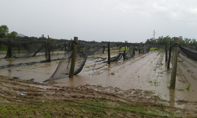 Quintas arrasadas por el temporal en Santa Fe