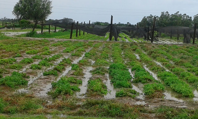 Quintas arrasadas por el temporal en Santa Fe