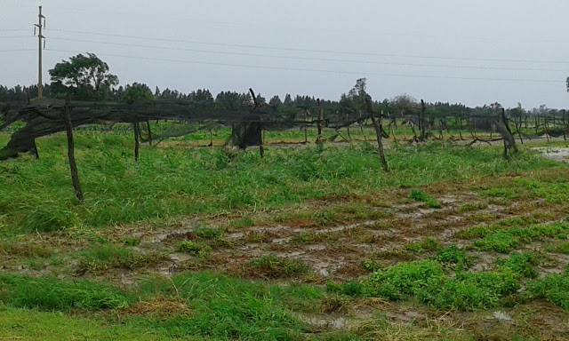 El temporal arrasó con la producción frutihortícola de Santa Fe