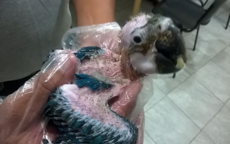 Seguridad Vial secuestró un pichón de guacamayo azul, en el departamento Castellanos