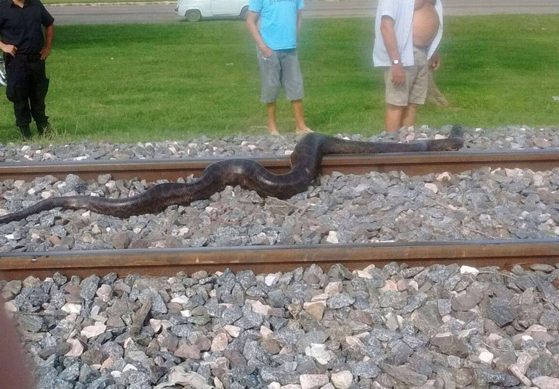Encontraron una enorme boa en Maciel