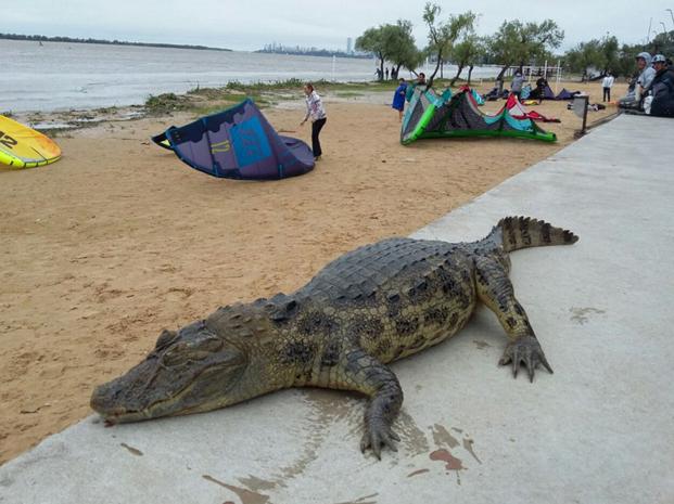 Tensión en la Rambla Catalunya por la aparición de un yacaré que fue devorado por pescadores 