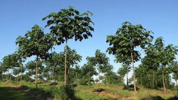 Kiri: el árbol que salvará el planeta