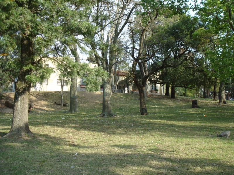 Sumá tu árbol: el proyecto de forestación para la Ciudad