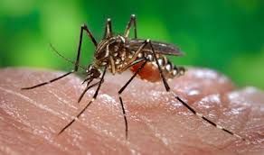 Tras un caso de dengue, recomiendan no cerrar la escuela