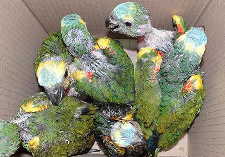 Fueron sorprendidos 19 cazadores furtivos 