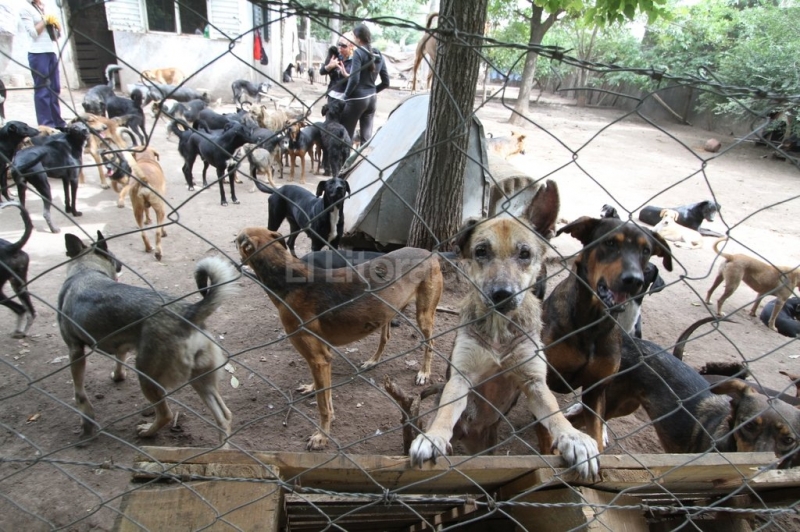 Quieren sacrificar todos los perros de un refugio