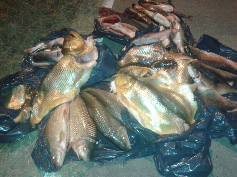 Secuestraron pescados no aptos para el consumo 