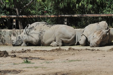 Cuál será el destino de los animales del Zoo porteño