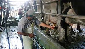 Desde este martes se paga el subsidio de $ 400 por vaca
