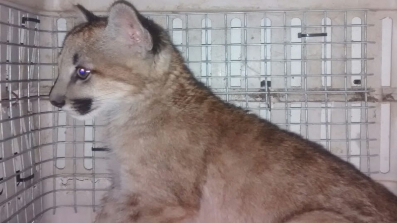 Personal de la Granja “La Esmeralda” rescató a un puma 