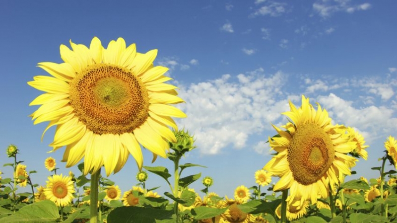 Santa Fe impulsa la superficie girasolera