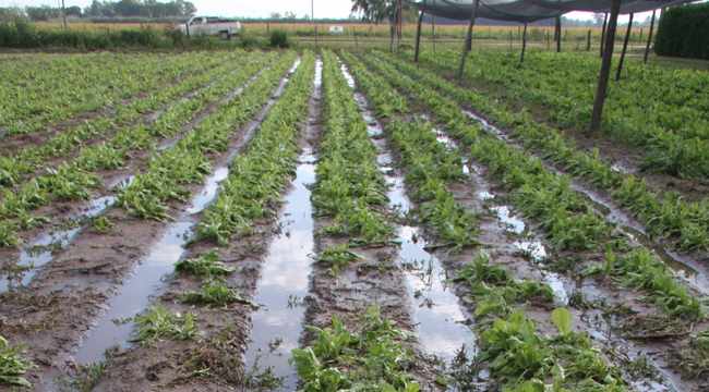 El cordón verde se levanta y las verduras de hoja bajan de precio