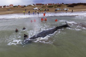 Con ayuda de la marea fue rescatada la ballena encallada en Mar del Tuyú