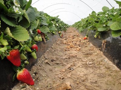 Preocupa a productores el robo en quintas de frutillas