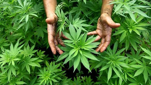 Se formó una asociación de usuarios de marihuana medicinal