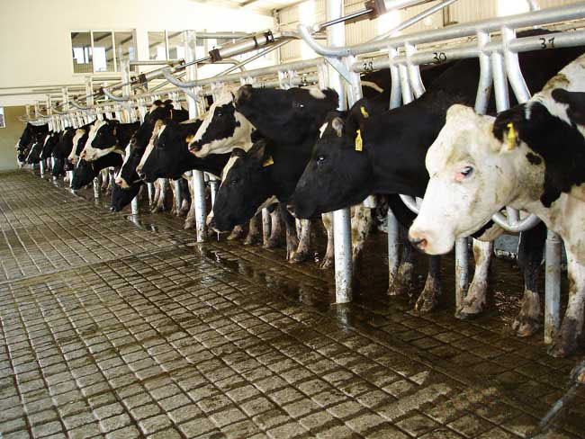 Este año cerraron 500 tambos en la provincia