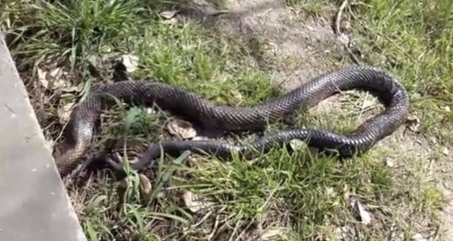 Estudiantes de la UNL encontraron impactantes ofidios en la Ciudad Universitaria