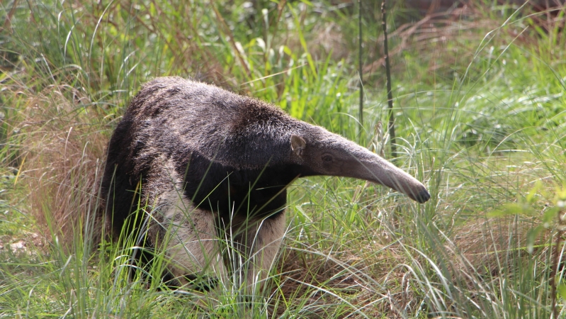 Trasladaron al oso hormiguero de la Granja de la Esmeralda