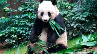 Murió el oso panda en cautiverio más longevo del mundo