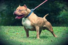 Un pitbull mordió a una nena de dos años
