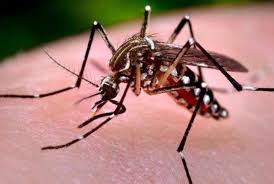 “No es importante en este momento la fumigación ni utilizar insecticidas