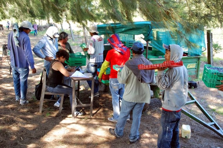 Detectan trabajo infantil y precario en un campo 