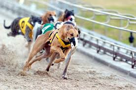 La voz de los galgos se hizo escuchar