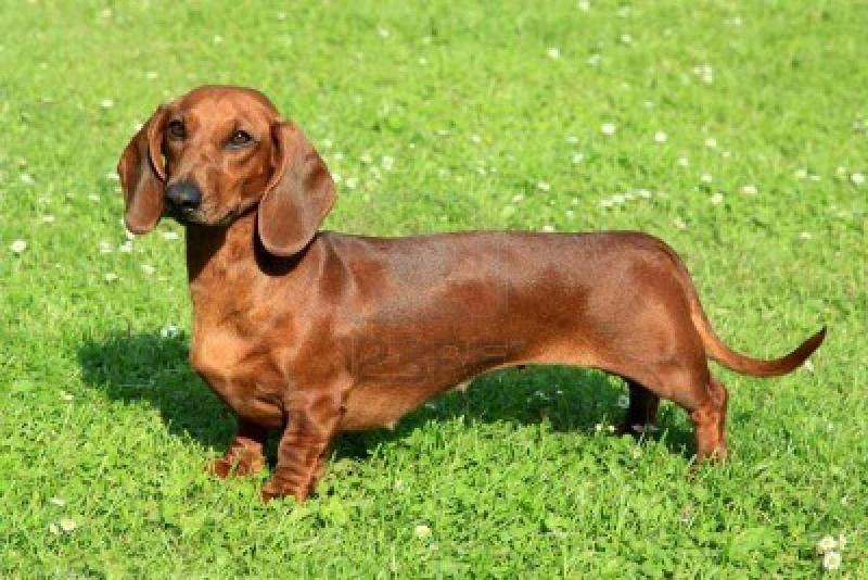 Los perros salchichas se reunen el fin de semana largo