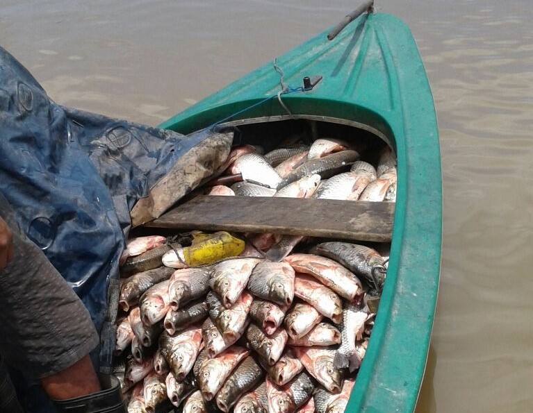 Secuestran 1500 piezas de pescado
