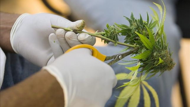En Santa Fe, ya son legales los medicamentos en base a cannabis