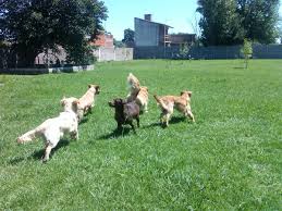 Las guarderías para perros cuestan entre $150 y $220 por día