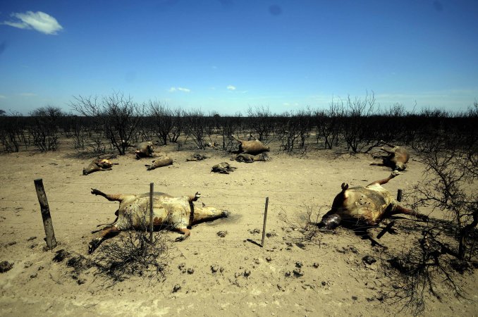 Los incendios en La Pampa dejaron más de 960 mil hectáreas