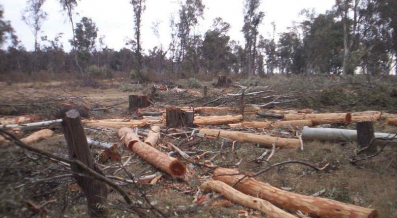“La feroz deforestación en Córdoba influyó en Santa Fe”