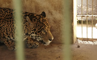 Piden más áreas protegidas para frenar la extinción de especies