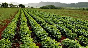 La Rural de Santa Fe asegura que no hay monocultivo de Soja