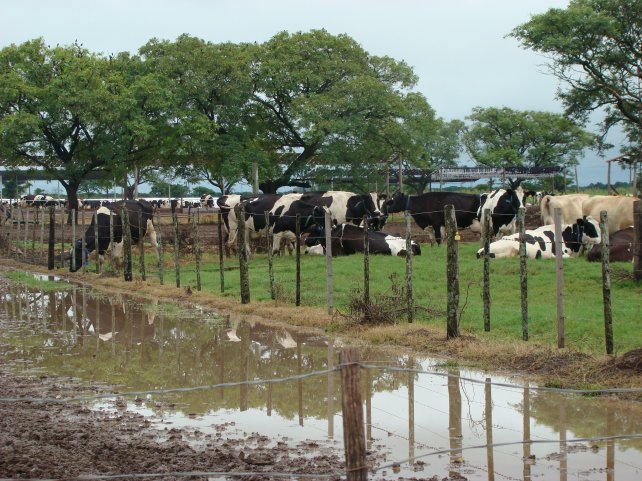 El sector lechero santafesino se recuperará en julio de 2018