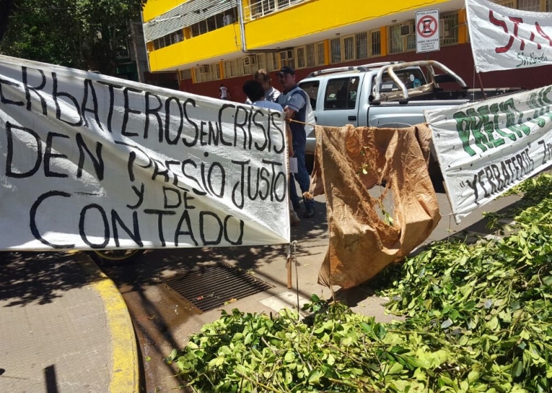 Yerbatazo en Plaza de Mayo: repartirán gratis 30 mil paquetes