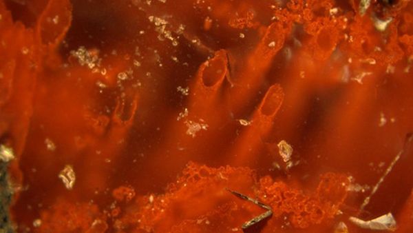 Hallan posible evidencia de las primeras formas de vida en la Tierra